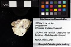 Foto (Objket + Etiketten) von Decapoda indet. 